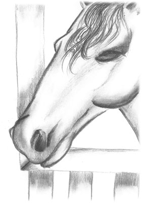 pony zeichnung 400 hoch