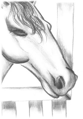 pony zeichnung 400 hoch rechts